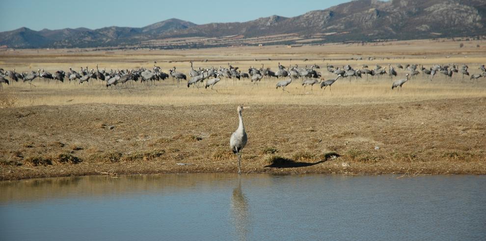 Comienzan las rutas para ver las grullas en la Laguna de Gallocanta
