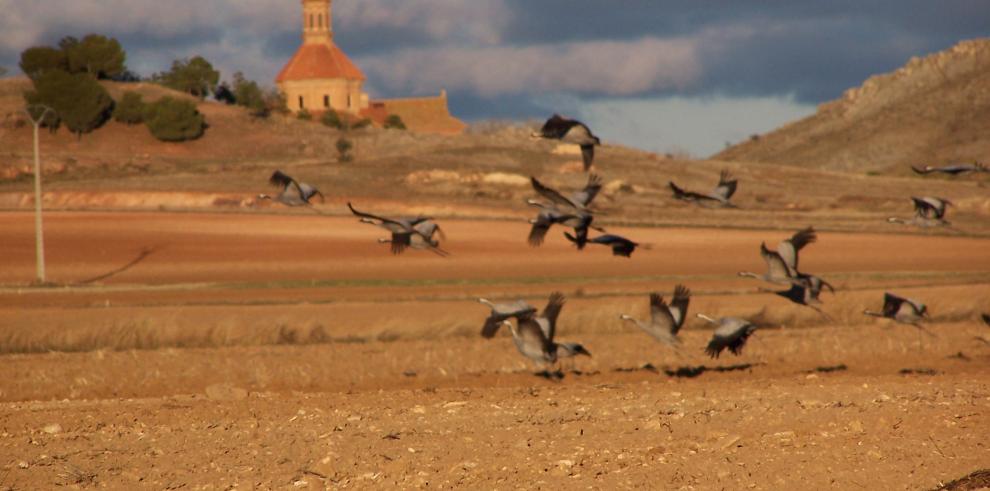 Comienzan las rutas para ver las grullas en la Laguna de Gallocanta