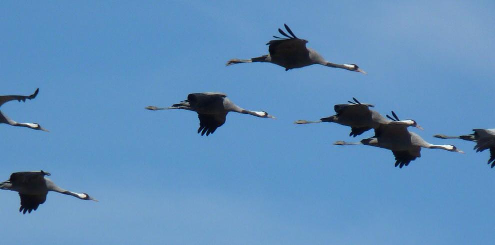 La Laguna de Gallocanta bate récord histórico europeo de grullas invernantes