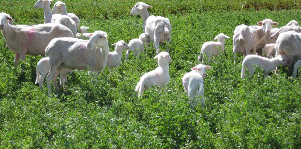 El CITA participa en el desarrollo de un nuevo test de detección precoz de gestación en animales que abaratará tiempo y costes   