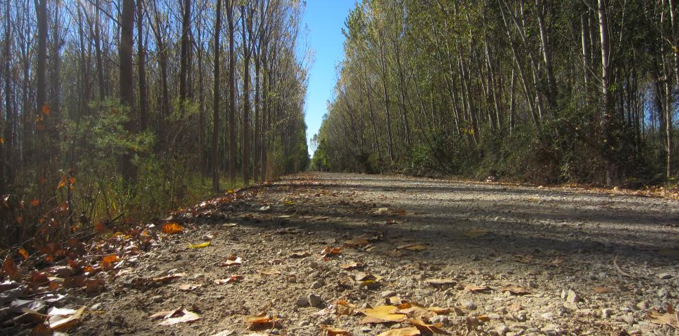 350.000 euros para preservar y rentabilizar las plantaciones de chopo en la ribera del río Cinca