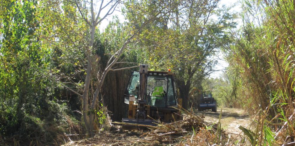 350.000 euros para preservar y rentabilizar las plantaciones de chopo en la ribera del río Cinca