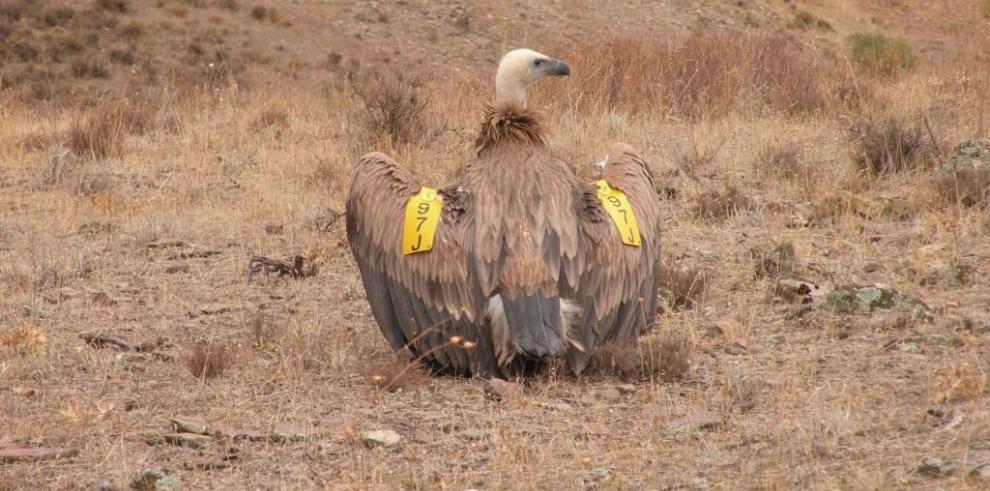 Envenenamientos de fauna silvestre en Torrente de Cinca