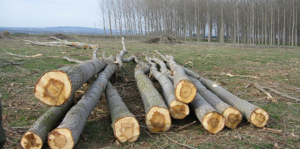 El sector de la madera podrá garantizar el suministro a medio y largo plazo