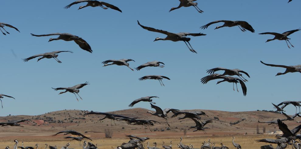 El Patronato de la Reserva Natural de la Laguna de Gallocanta aborda las ayudas agroambientales y su primer Plan de Conservación