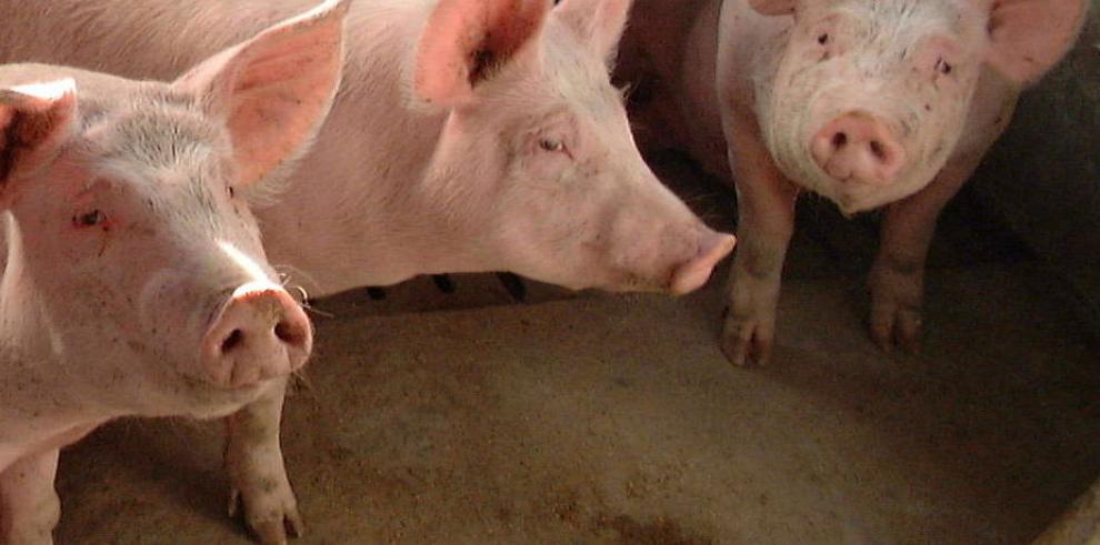 La capital aragonesa acoge por vez primera la gala de entrega de los prestigiosos Premios Porc d´Or a la excelencia en la producción porcina