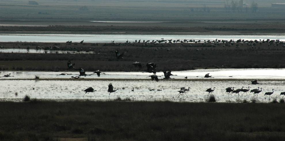 Gallocanta bate un nuevo récord histórico de grullas censadas en un solo día 