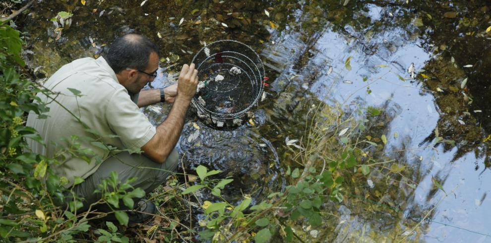 Medio Ambiente intensifica los trabajos para salvar la última población de cangrejo autóctono 