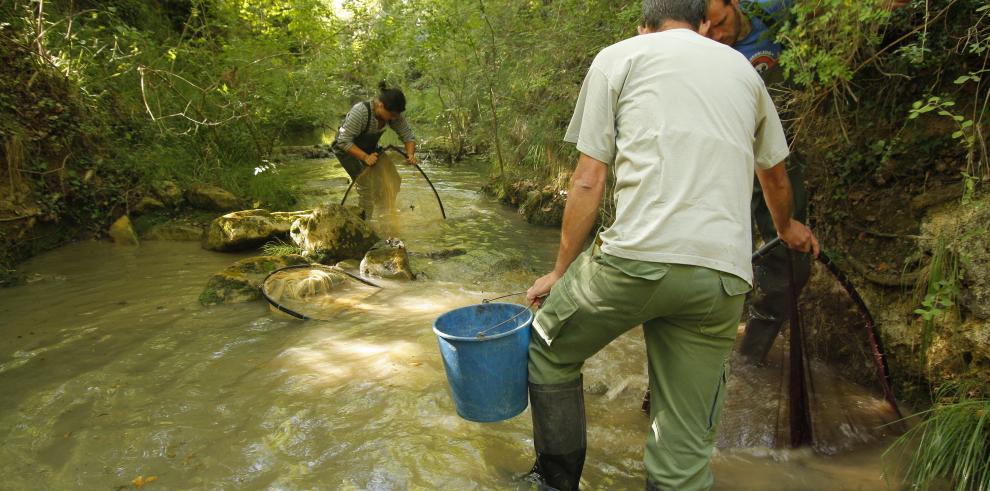 Medio Ambiente intensifica los trabajos para salvar la última población de cangrejo autóctono 