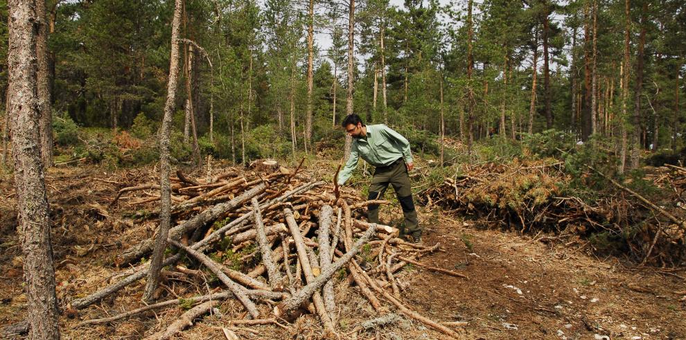 Los montes de Hecho se suman a la solicitud de Certificación de Gestión Forestal Sostenible