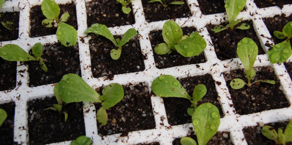 El CITA abre sus puertas para  mostrar el  fascinante mundo de la biodiversidad de las plantas que nos alimentan