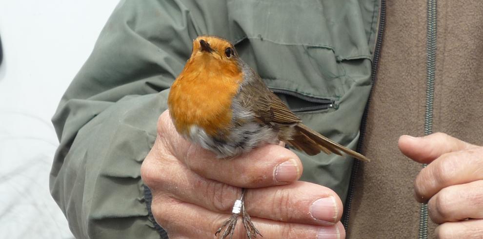 Día Mundial de las Aves, una oportunidad para descubrir la riqueza ornitológica en los Espacios Naturales Protegidos de Aragón