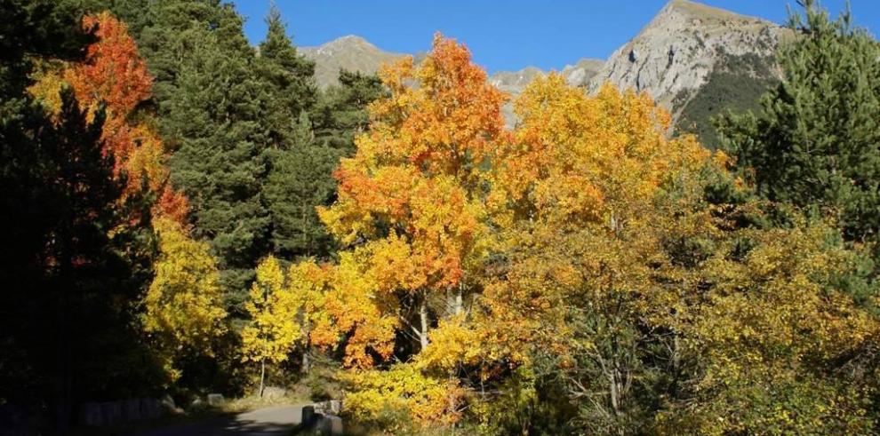 Los colores otoñales llegan a los bosques aragoneses