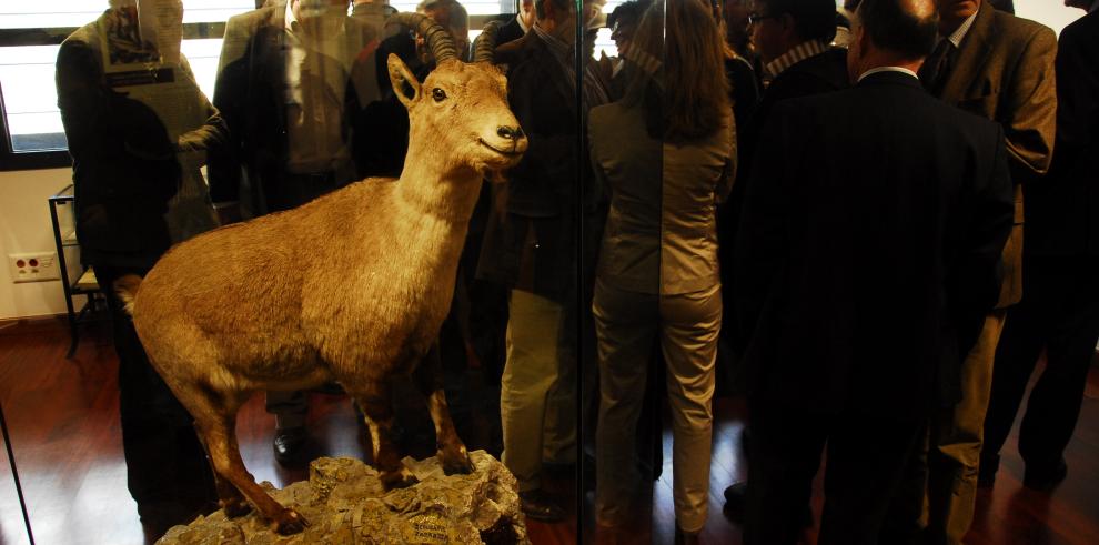  El bucardo rememora su historia en el Centro de Visitantes del Parque Nacional de Ordesa y Monte Perdido