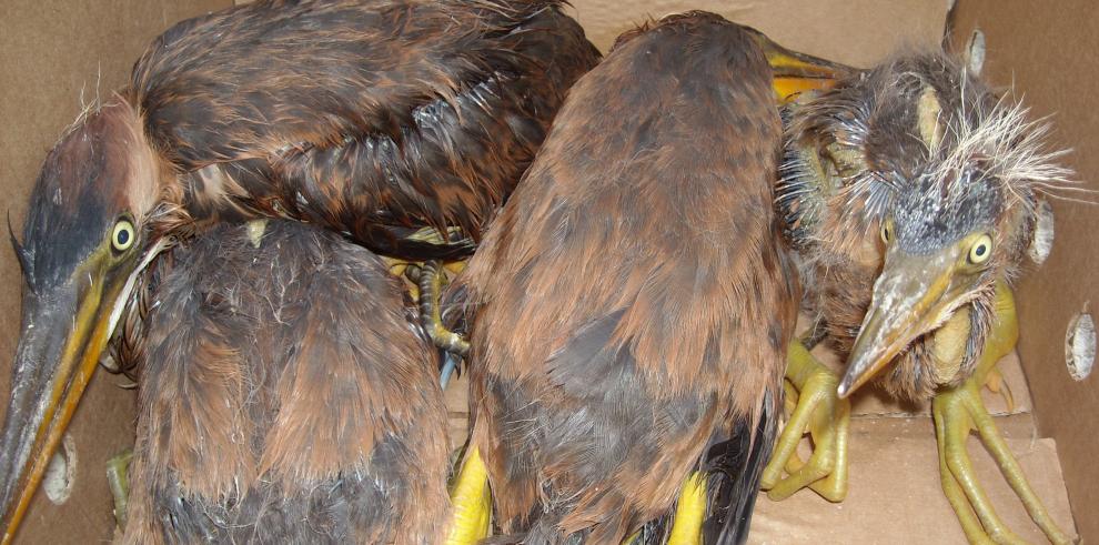  Rescatadas de urgencia diferentes aves amenazadas en los Galachos