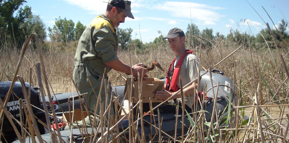  Rescatadas de urgencia diferentes aves amenazadas en los Galachos