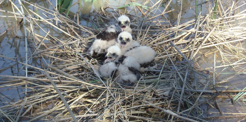  Rescatadas de urgencia diferentes aves amenazadas en los Galachos