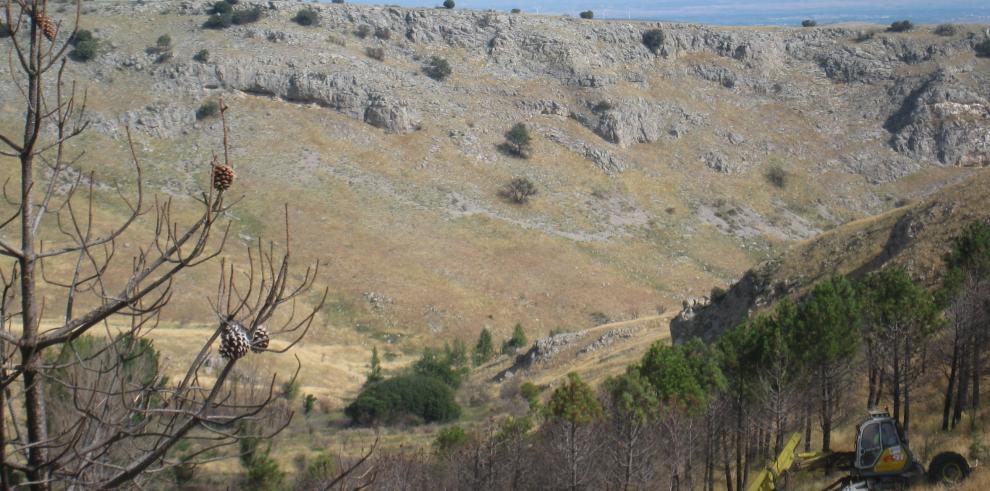El Gobierno de Aragón continúa trabajando para recuperar la zona de Calcena tras el incendio de 2012