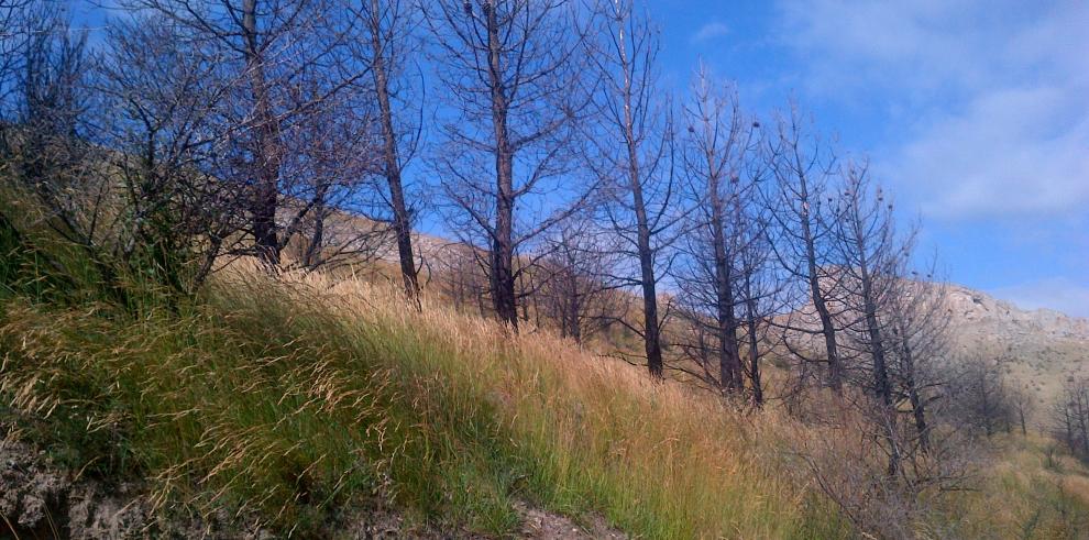 El Gobierno de Aragón continúa trabajando para recuperar la zona de Calcena tras el incendio de 2012