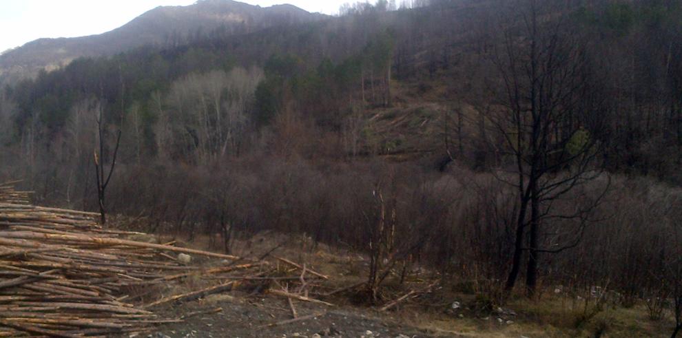 El Gobierno de Aragón continúa trabajando para recuperar la zona de Castanesa tras el efecto del fuego de 2012