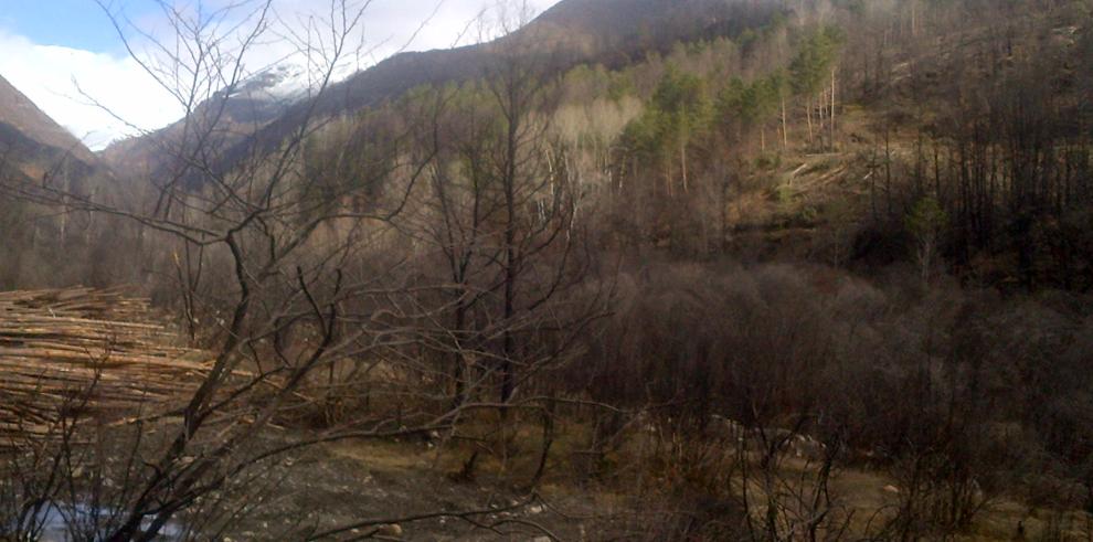 El Gobierno de Aragón continúa trabajando para recuperar la zona de Castanesa tras el efecto del fuego de 2012