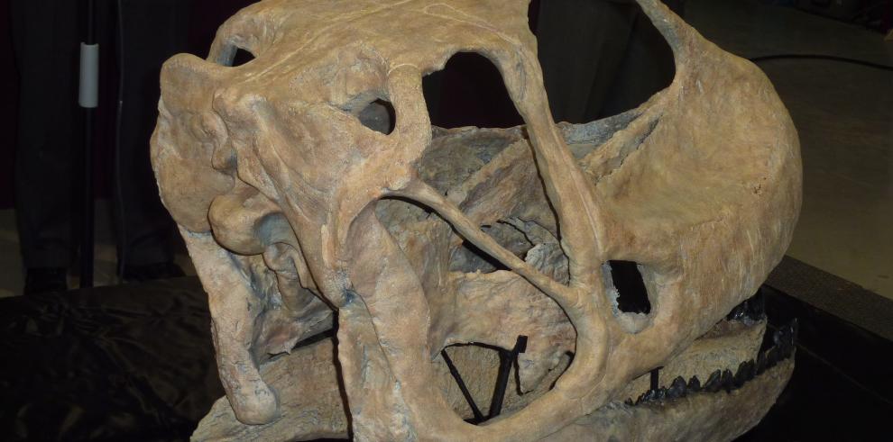 Dinopolis presenta el cráneo del dinosaurio más grande de Europa