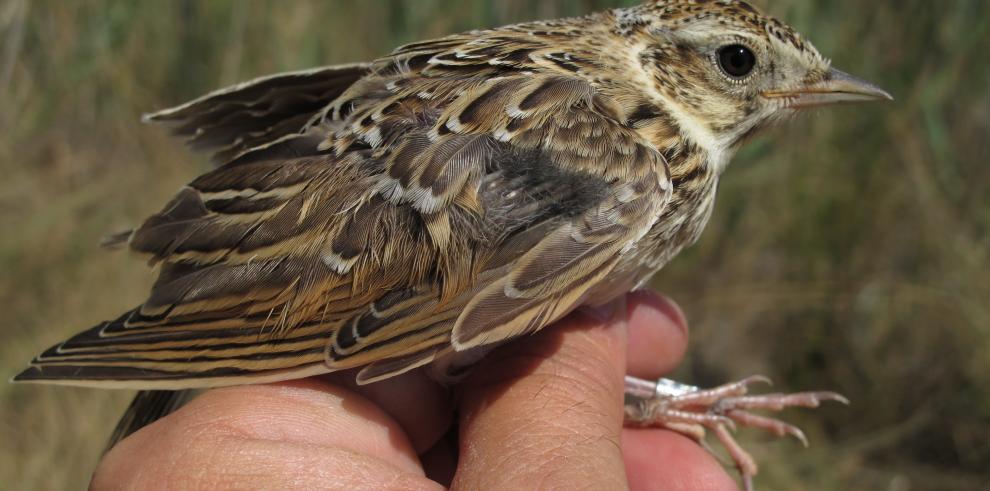 El programa “Otoño Natural” inicia sus actividades en los Espacios Naturales Protegidos de Aragón