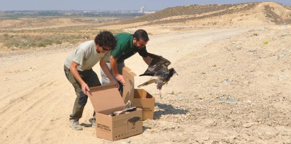 Liberados dos jóvenes alimoches que fueron rescatados del nido tras la muerte de uno de sus progenitores