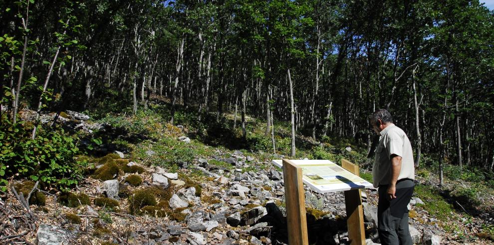 Gobierno de Aragón y Fundación La Caixa invierten en la mejora de los robledales del Moncayo