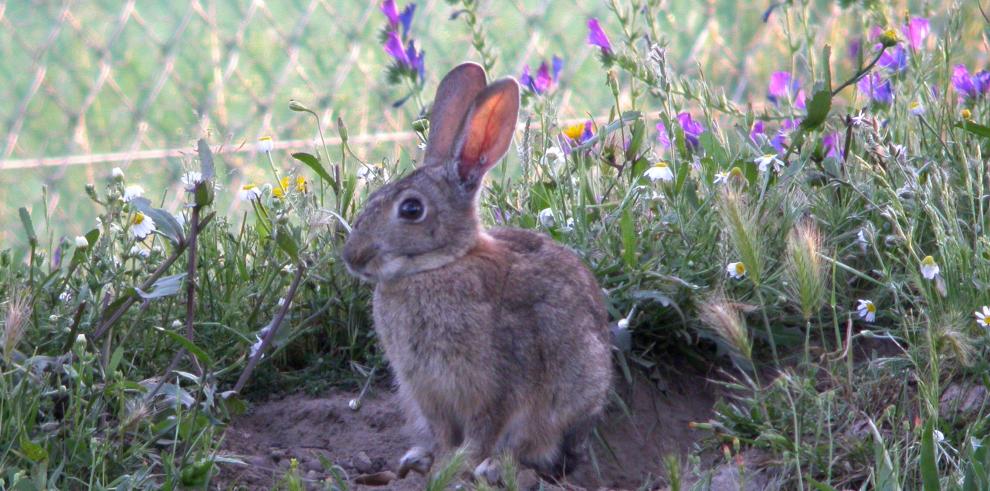 El CITA, a través de un Convenio con el Grupo TRAGSA, estudia estrategias para frenar el impacto de la RHD, “Rabbit Haemorrhagic Disease”, la enfermedad vírica que ha mermado drásticamente las poblaciones de conejo silvestre españolas