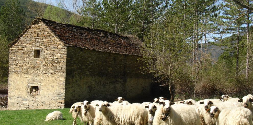 La finca experimental del CITA “La Garcipollera” presenta los resultados 