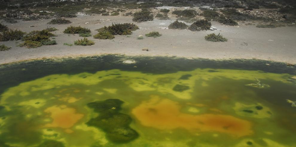 Gobierno de Aragón y Fundación La Caixa invierten en el Sitio Ramsar “Saladas de Sástago y Bujaraloz”