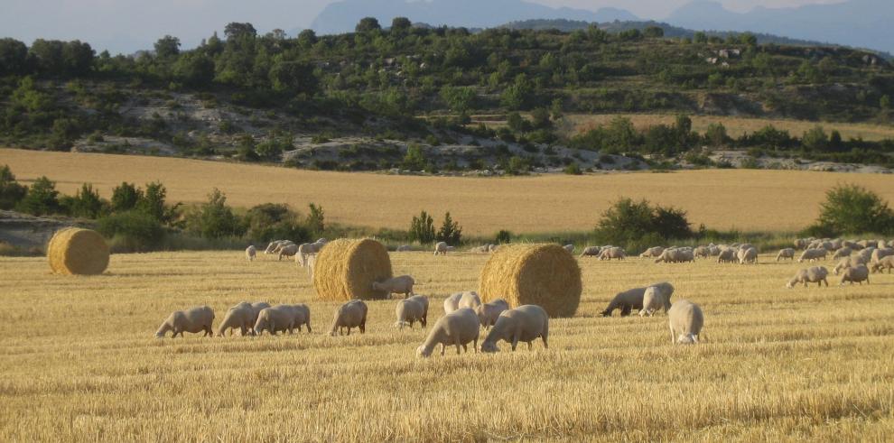 El CITA estudia a los consumidores de carne de cordero en Aragón 