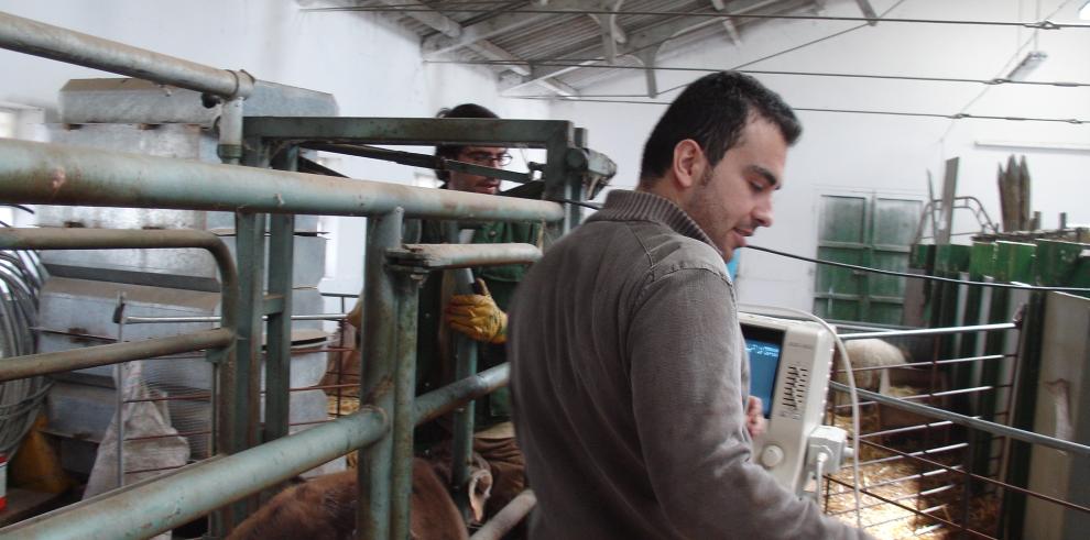 El CITA estudia a los consumidores de carne de cordero en Aragón 