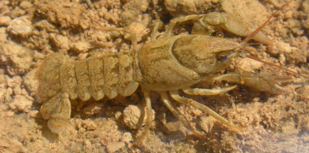 El cangrejo autóctono, una especie en peligro por la introducción de cangrejos exóticos