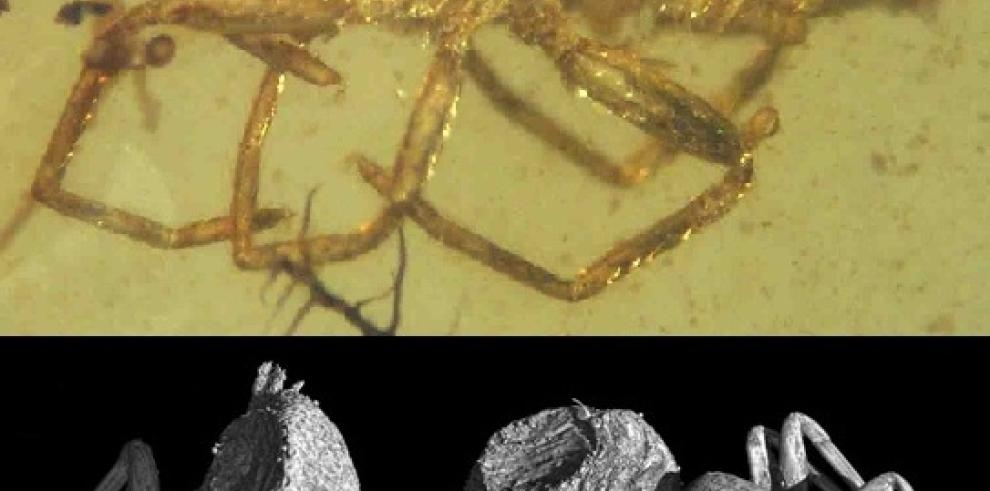 Descrita una araña de Utrillas atrapada en ámbar durante más de 100 millones de años
