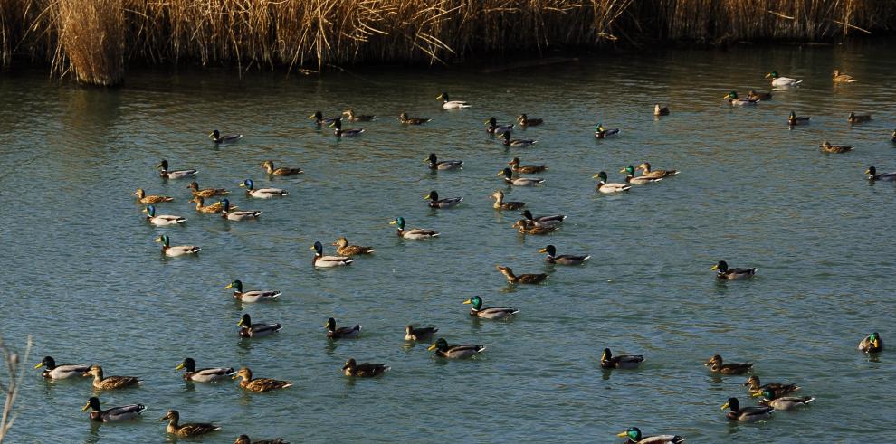 Futuro prometedor para las Reservas Naturales Protegidas en Aragón