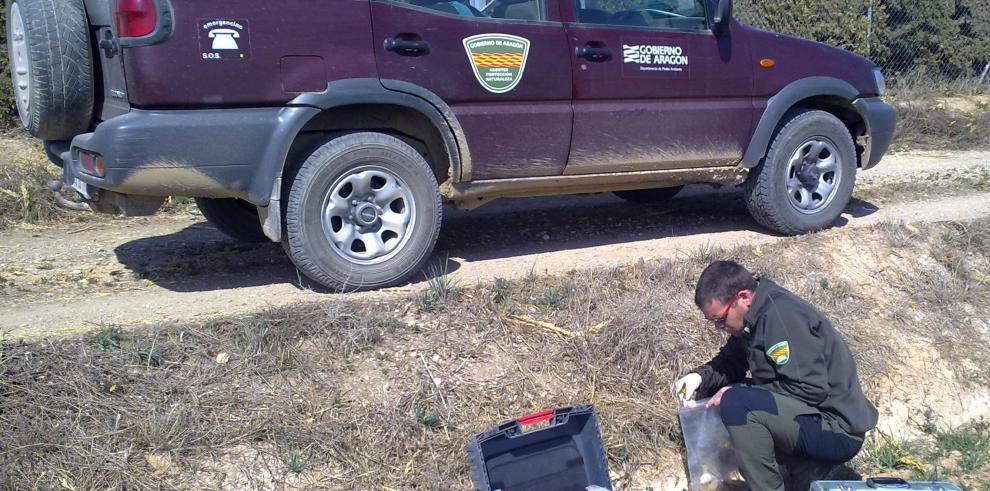 Agentes de Protección de la Naturaleza (APNs) del Gobierno de Aragón localizan cebos envenenados en Binéfar