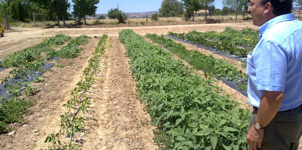 El CITA experimenta en una finca de Zaragoza el control de malas hierbas con una nueva técnica