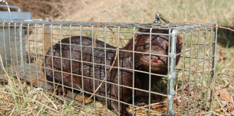 El Gobierno de Aragón forma a sus técnicos en la lucha contra las especies exóticas invasoras