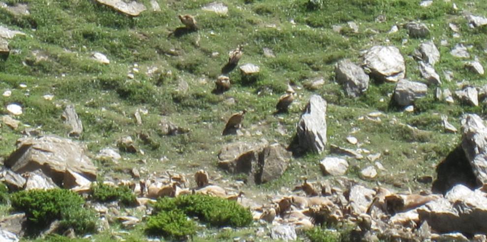 Técnicos de Medio Ambiente se trasladan a Aragües del Puerto para estudiar el incidente de las novillas