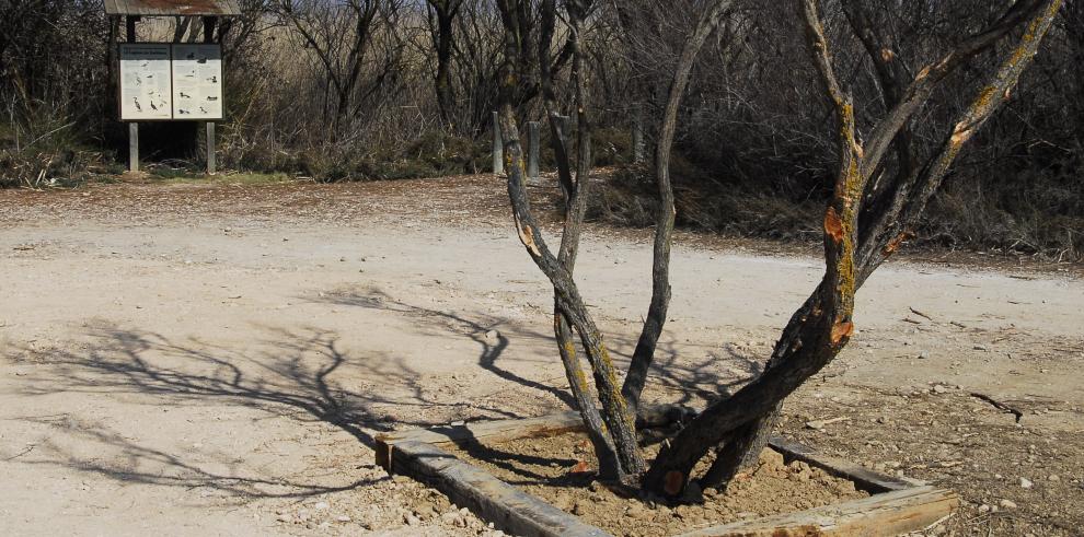 Actuaciones de mejora del hábitat para el avetoro en la laguna de Sariñena