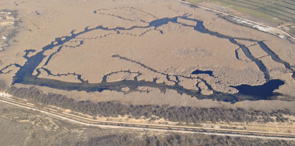 Actuaciones de mejora del hábitat para el avetoro en la laguna de Sariñena