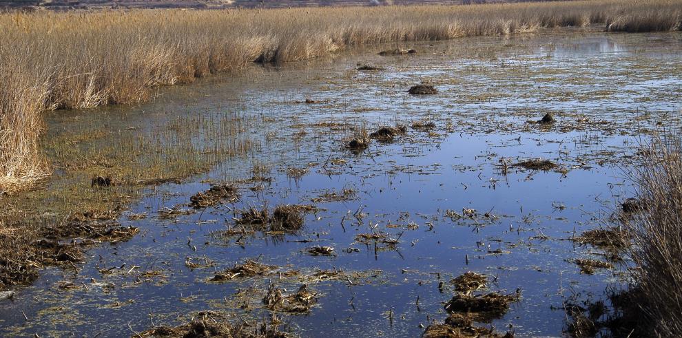 Actuaciones de mejora del hábitat para el avetoro en la laguna de Sariñena