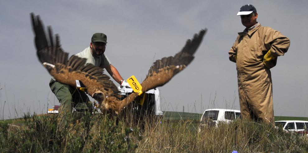 El programa de marcaje del buitre leonado alcanza los 644 ejemplares individualizados en Aragón