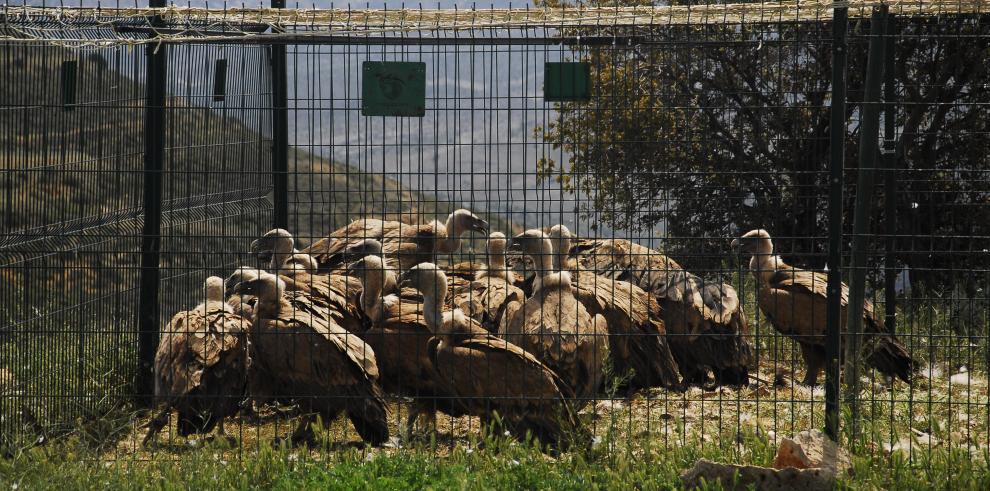 El programa de marcaje del buitre leonado alcanza los 644 ejemplares individualizados en Aragón