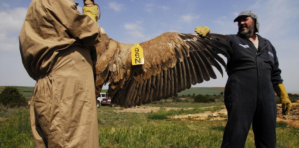 El programa de marcaje del buitre leonado alcanza los 644 ejemplares individualizados en Aragón