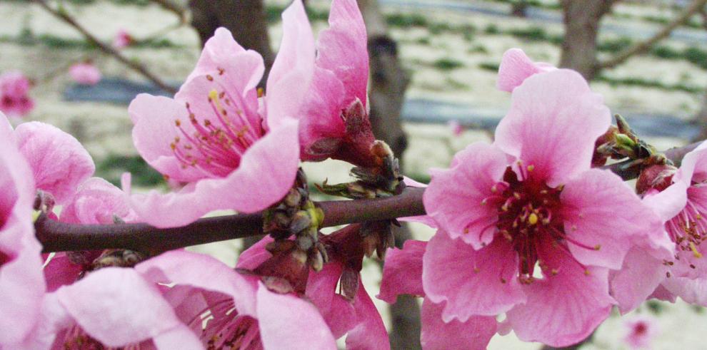 Se destinan 800.000 euros a la reconversión de plantaciones de determinadas especies frutícolas