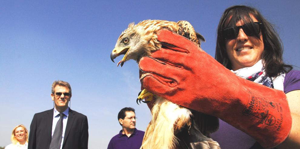 Liberados cuatro milanos reales, criados en cautividad en Aragón