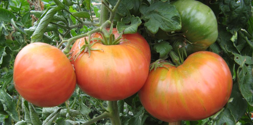 El CITA dispone del estudio detallado de 226 variedades tradicionales de tomate aragonés y custodia sus semillas